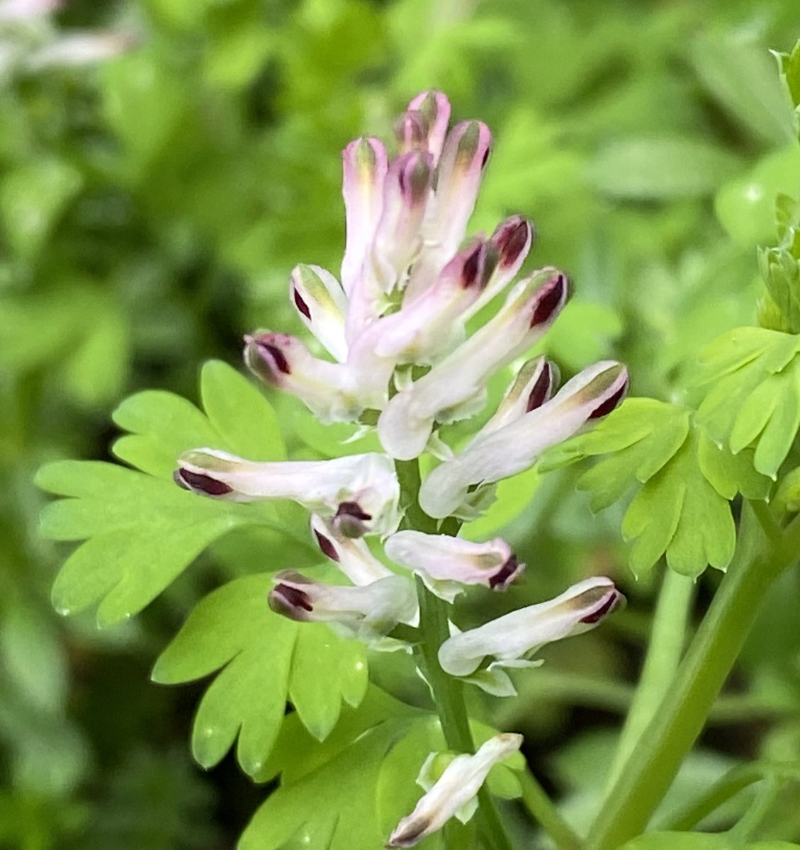 Common Ramping-fumitory (or similar) for #wildflowerhour and #winterwildlife @BSBIbotany