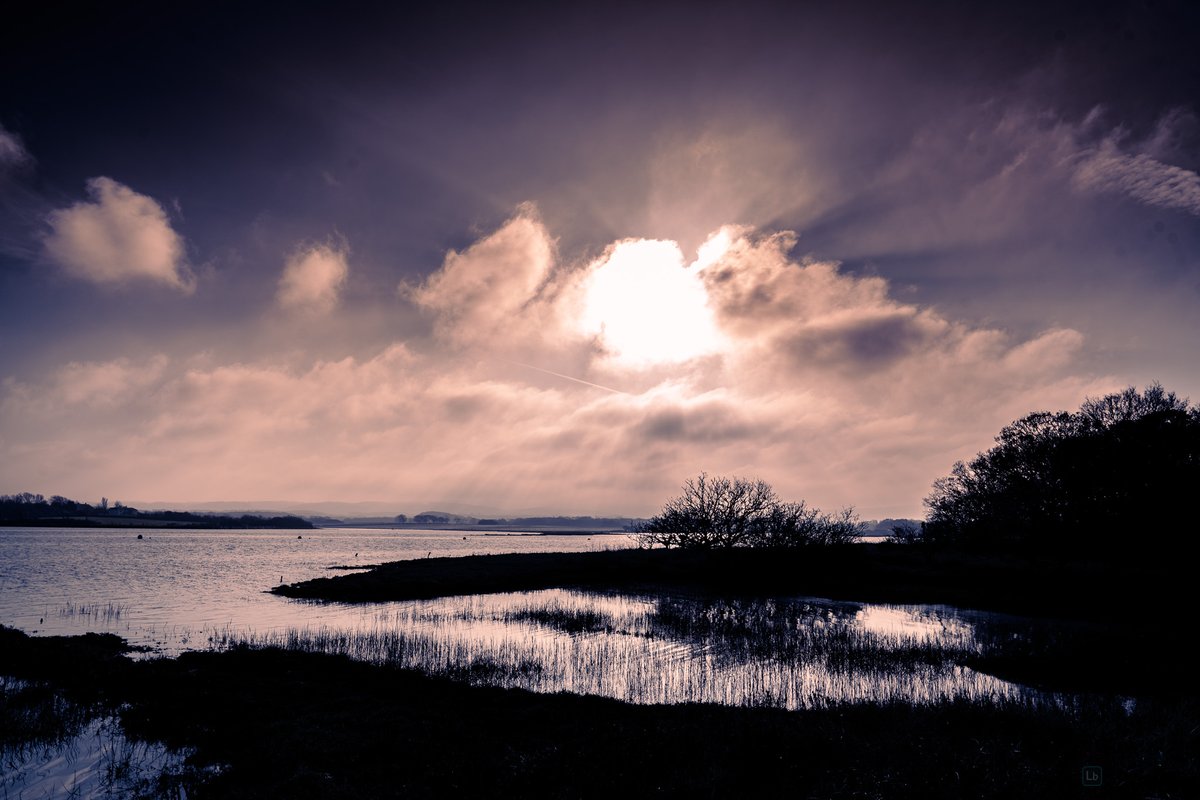 Shooting into the sun at Shalfleet, Isle of Wight #isleofwight #trees #landscapephotography #wintervibes