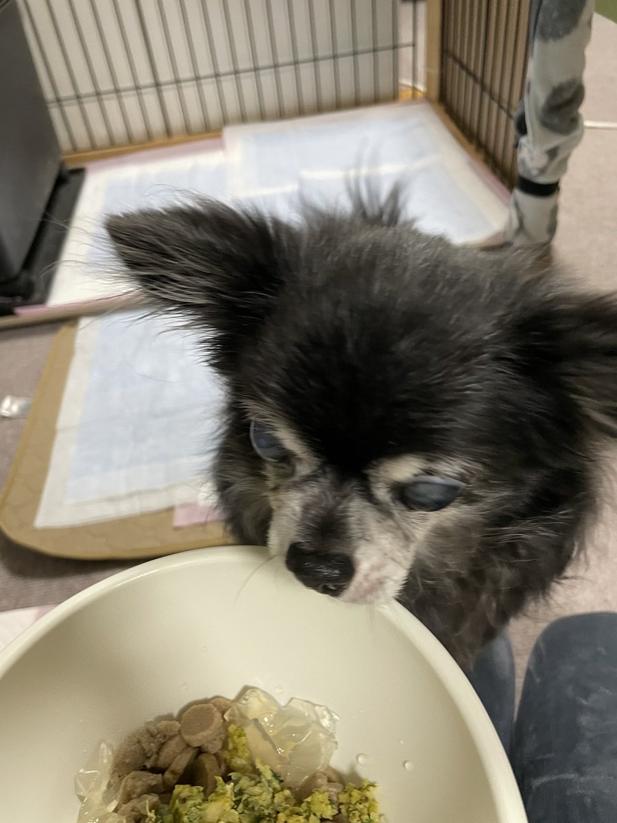 元保護犬今過保護犬 Twitter Search 元保護犬今過保護犬 Twitter Search