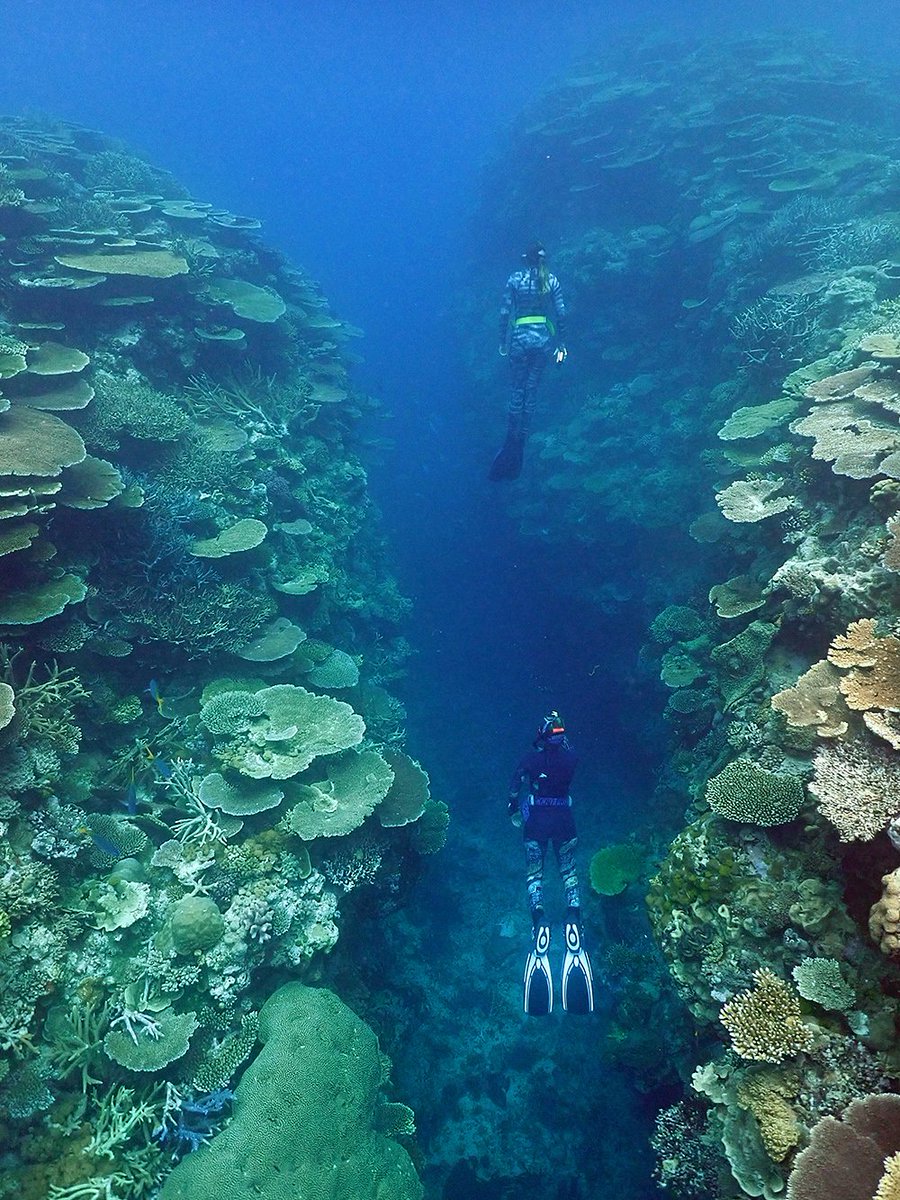 coralseafound's tweet photo. The two Sophies freediving the Bandjin Canyons at Reg Ward Reef during the #greatreefcensus for @citizensGBR 

Dr Sam Aird image. 

Full survey video https://t.co/Hsqh2Rereo

#TooPreciousToLose #coralseafoundation #GreatBarrierReef #reefalive #coralreef #marinescience #seawomen https://t.co/oinm4ZtU8E
