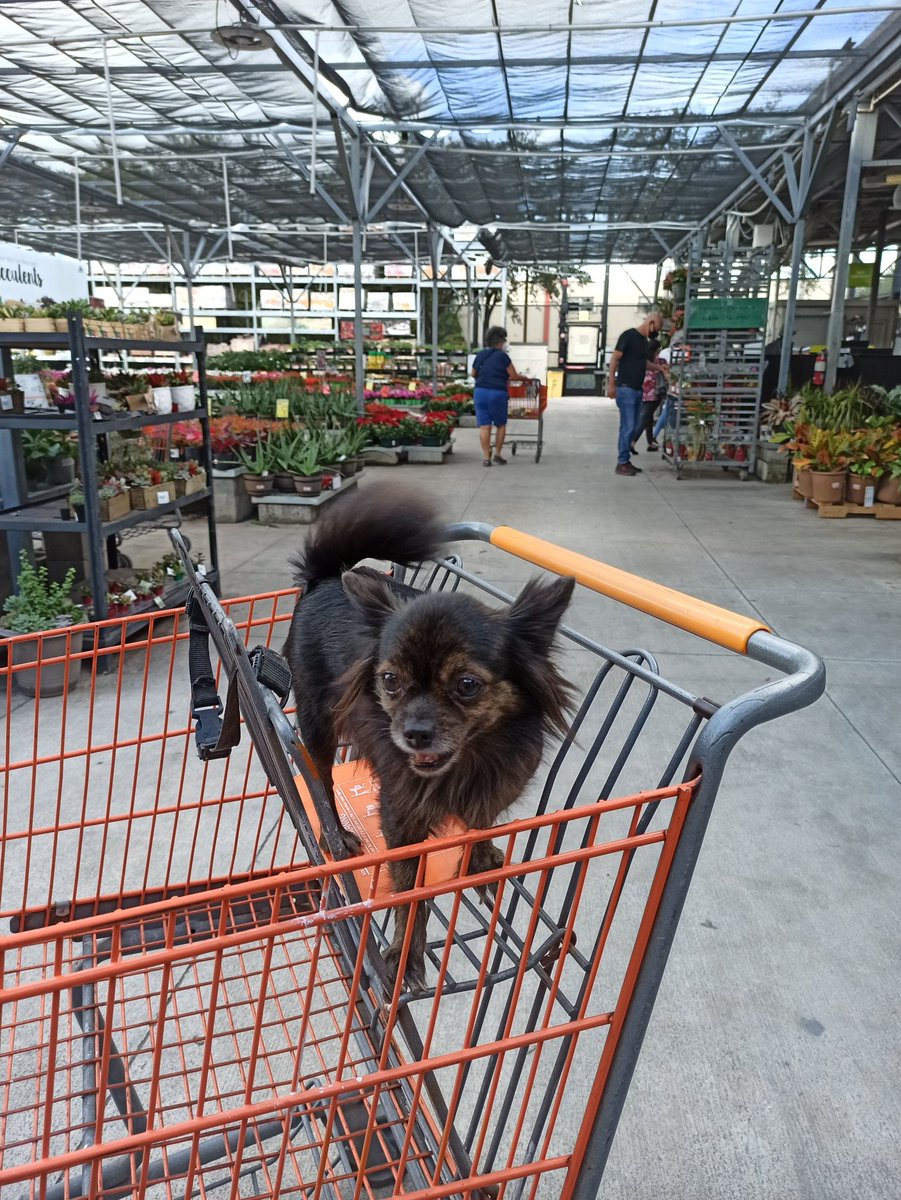 Lo que ustedes no saben es que esta miniatura sin dientes quiso asustarme con sus ladridos lol