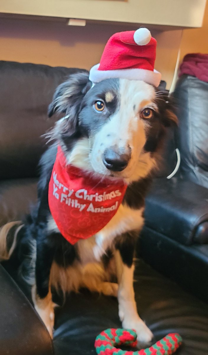 Jaxandthepack's tweet photo. Just came in the mail today. Like if you get it. 😂🎄🐾
#dog #bordercollie #cheistmas #homealone #dogsoftwitter #dogsofinstagram https://t.co/Nlcs7NGlPb