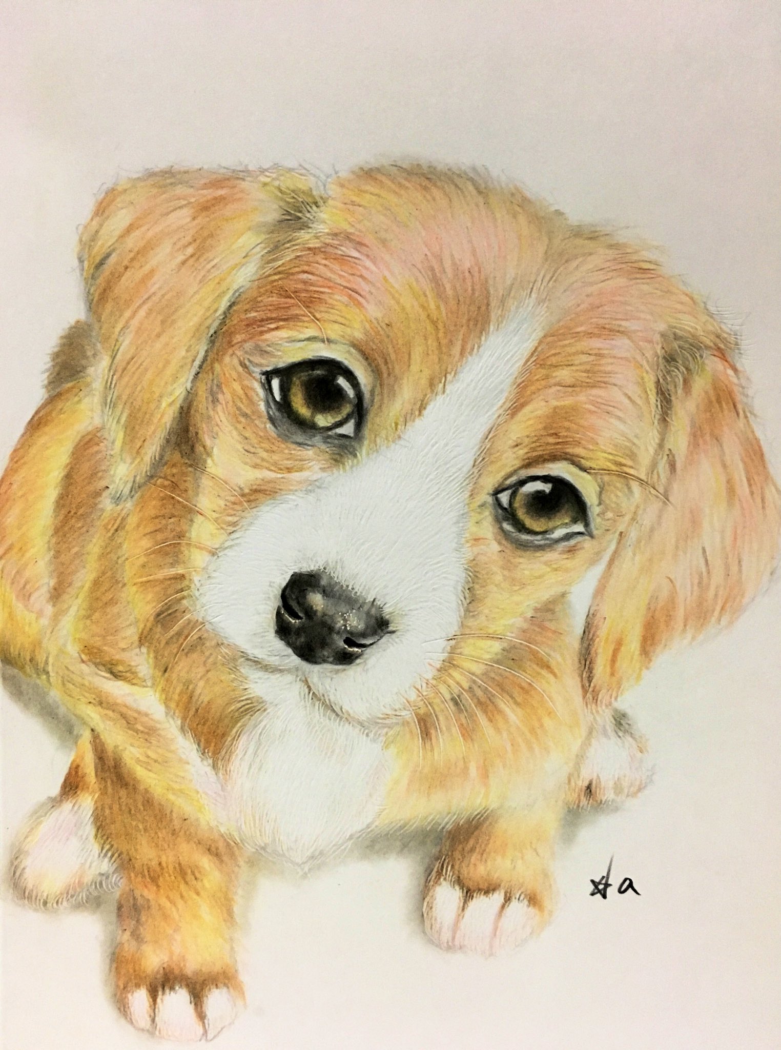 スーさん Bettybo おはようございます Bettyさん ビーグル犬は好きです 賢そうです Twitter