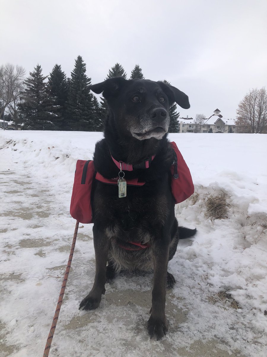 My dog loves when she has a job. I love when she carries my stuff. Perfect match. #dogsofyeg