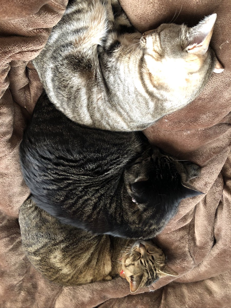 就寝時 猫さんが寝返りを阻止する場所に陣取るためベッドが狭く感じる 大きいのに変えても無駄だよ と寝相と悲鳴が集合 Togetter 就寝時 猫さんが寝返りを阻止する場所に陣取るためベッドが狭く感じる 大きいのに変えても無駄だよ と寝相と悲鳴が集合 Togetter