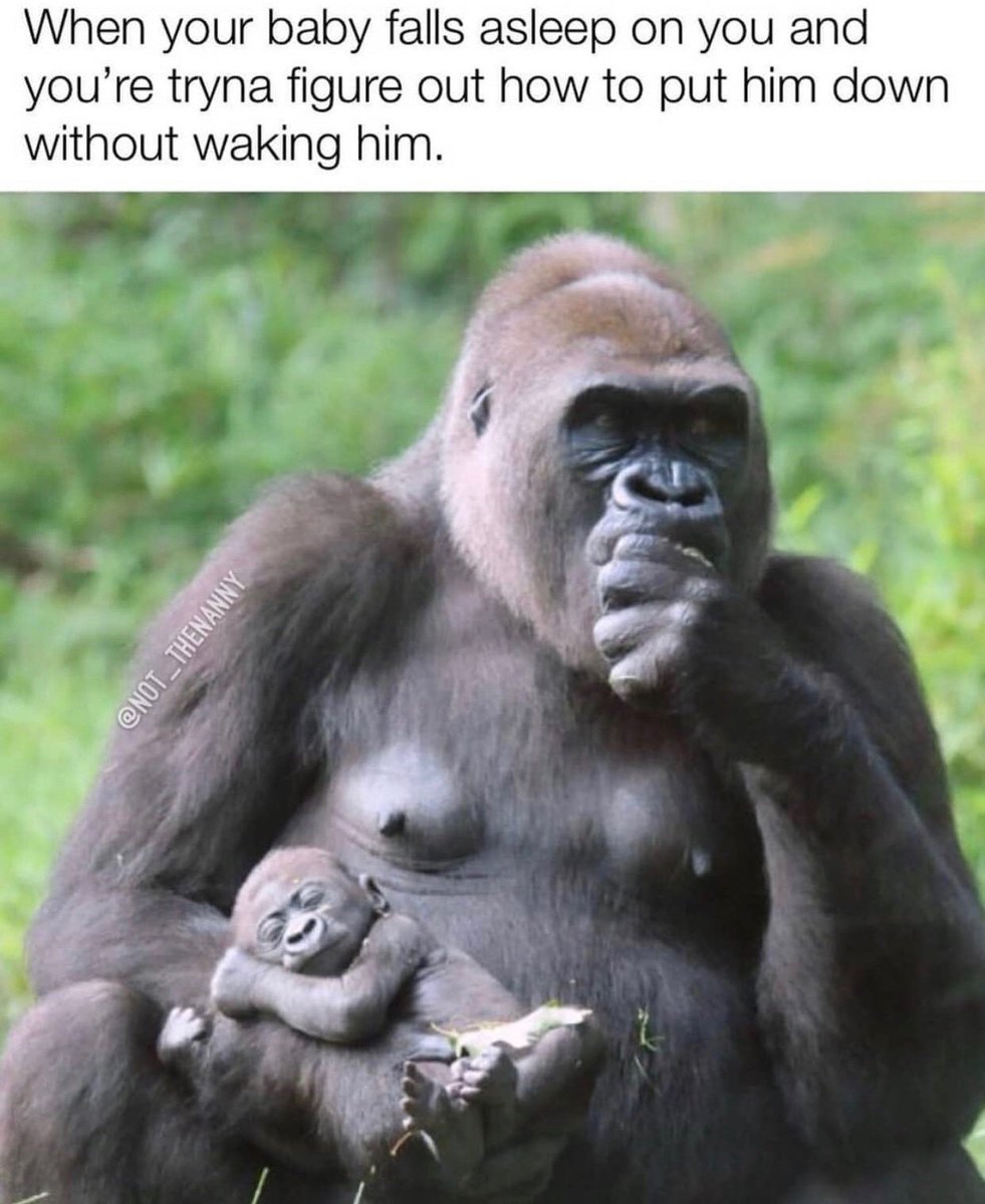 LauraClery's tweet photo. relatable https://t.co/8xSh0OHEY1