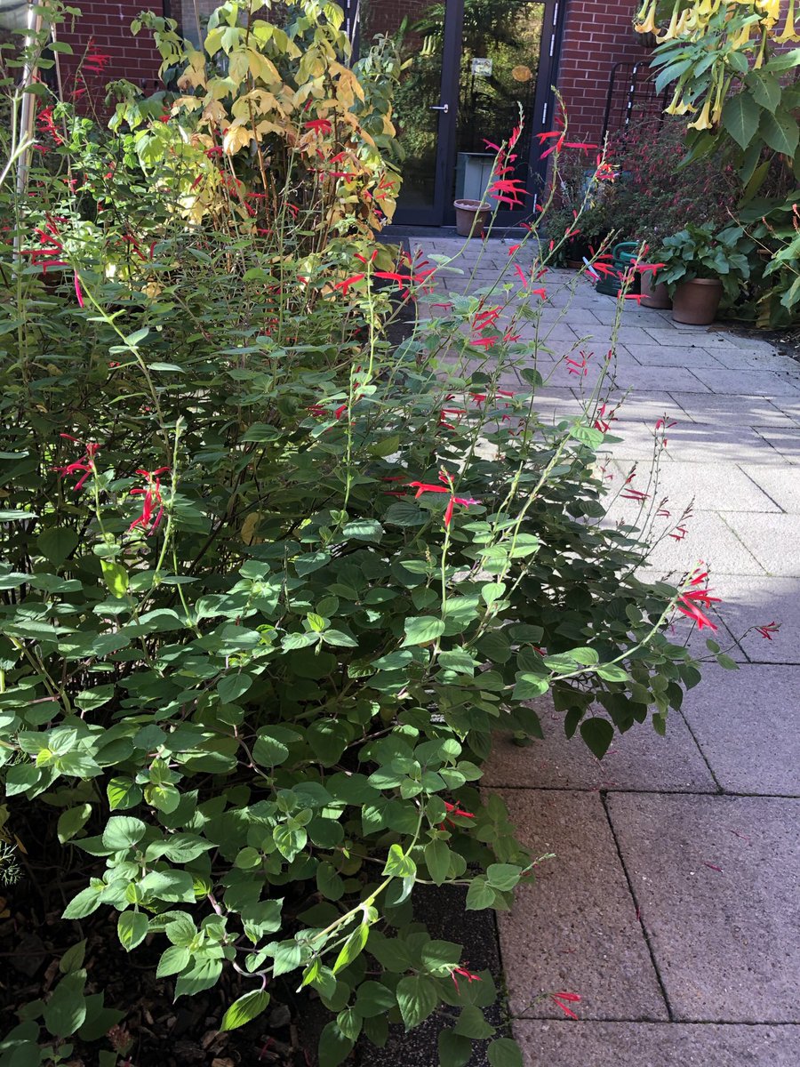 This weeks #PlantOfTheWeek is this beautiful Salvia Elegans 🌺 
It is also known as Pineapple Sage because of its distinctive smell🍍  
Another lovely tropical shrub from South America that is thriving in this sheltered spot 🌞