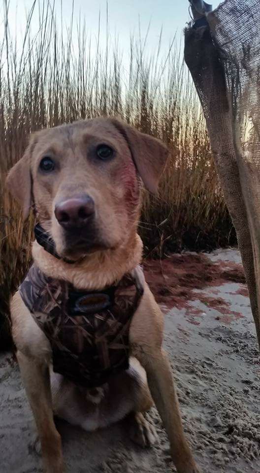 Anyone else been hunting ducks? #happydogs #mansbestfriend #dogsrule #duckseason2020 #duckhunting #quackquackquack

Photo courtesy of Scott Greenwood