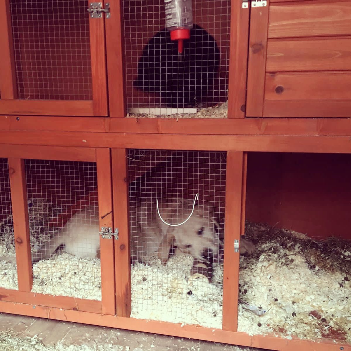 A pup in the hutch 🙈