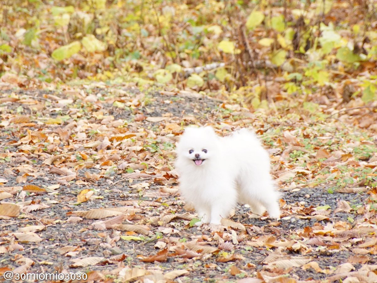 miomio3030 (@30miomio3030) / Posts / X