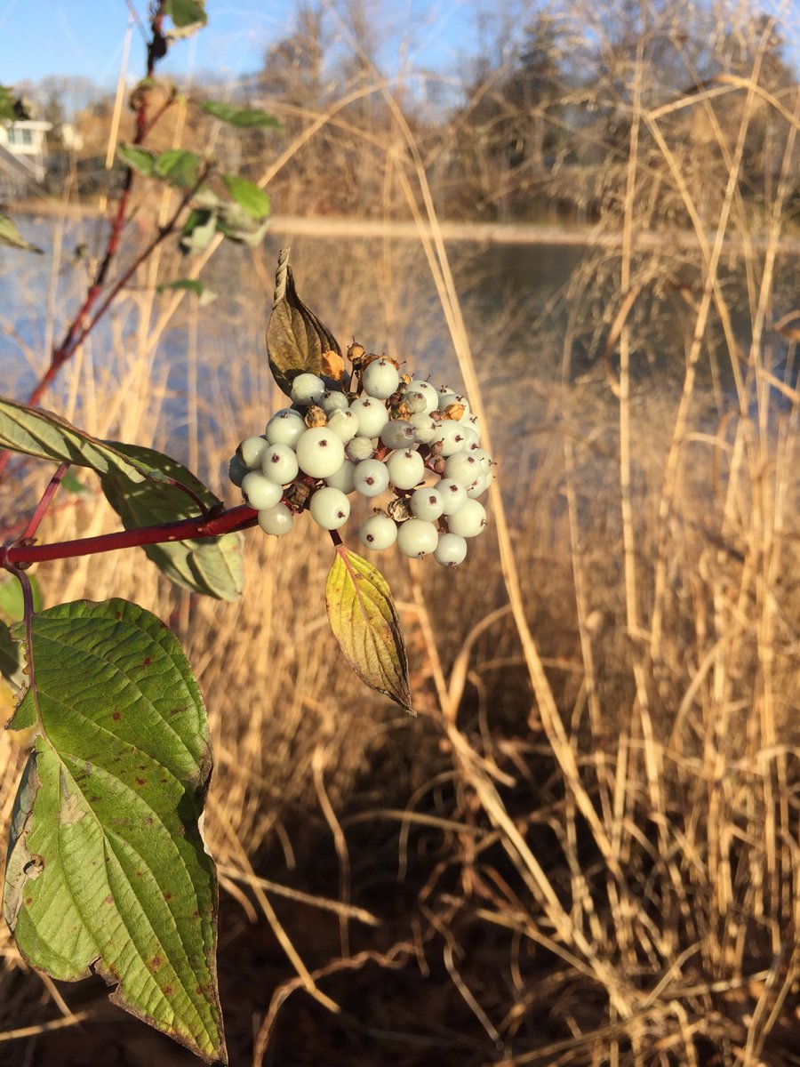 p_kirkwood's tweet image. Sunday solitude walk. #firstweekofadvent