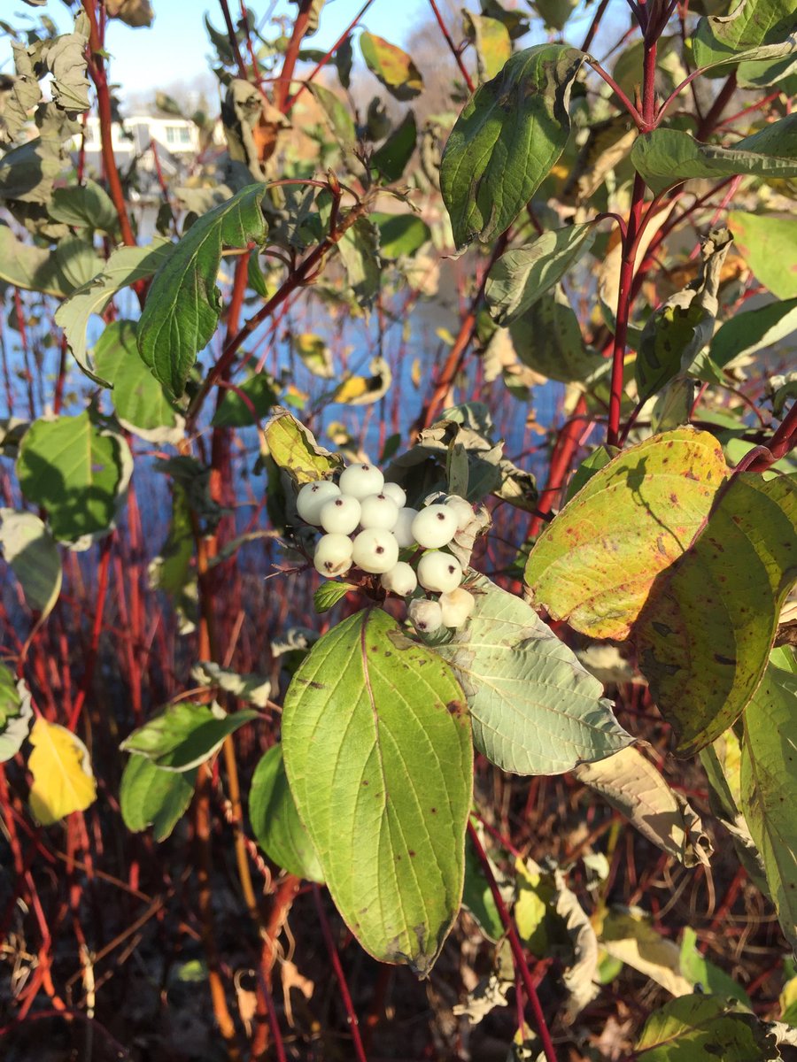 p_kirkwood's tweet image. Sunday solitude walk. #firstweekofadvent