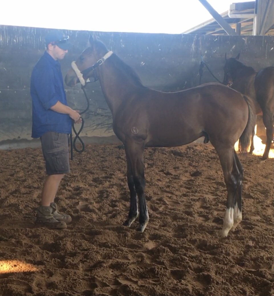 _samconnors's tweet photo. Great to see Chenier winning in HK - This picture was taken when I was lucky enough to work with him as a weanling https://t.co/wKwZzYiVJH