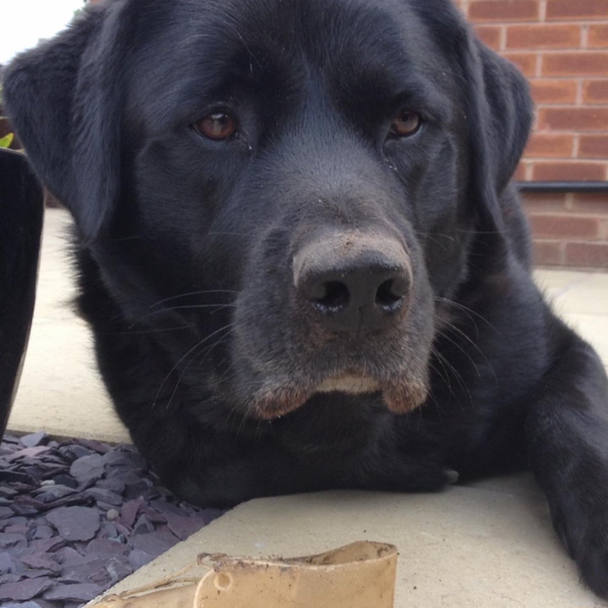 S_Dop's tweet photo. On Friday my beautiful boy Gunner crossed over the rainbow bridge. My heart is broken 💔Words could never express how much I loved you Gunner,you were brave &amp; fought so hard when your legs were failing.sweet dreams my beautiful boy, until we meet again 🐾🐾🐾🌈🌈 #rainbowbridge https://t.co/IhCJPr6oMp