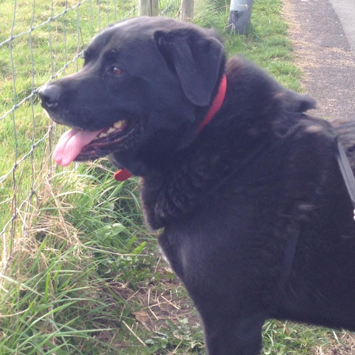 S_Dop's tweet photo. On Friday my beautiful boy Gunner crossed over the rainbow bridge. My heart is broken 💔Words could never express how much I loved you Gunner,you were brave &amp; fought so hard when your legs were failing.sweet dreams my beautiful boy, until we meet again 🐾🐾🐾🌈🌈 #rainbowbridge https://t.co/IhCJPr6oMp