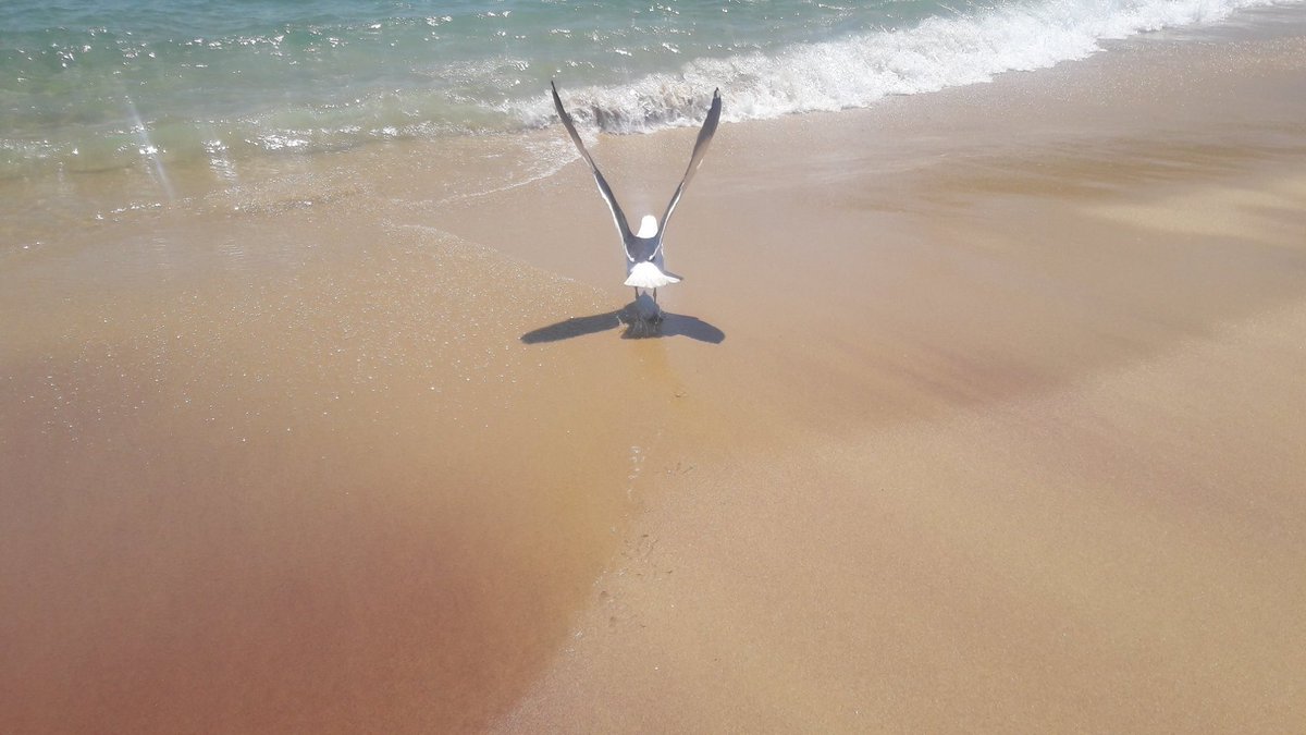 adrianamattabh's tweet image. “Daqui a vinte anos, você não vai se arrepender das coisas que fez, mas das que deixou de fazer. Por isso, veleje longe do seu porto seguro. Pegue os ventos. Explore. Sonhe. Descubra”
#fotografia #passaros #sonhos