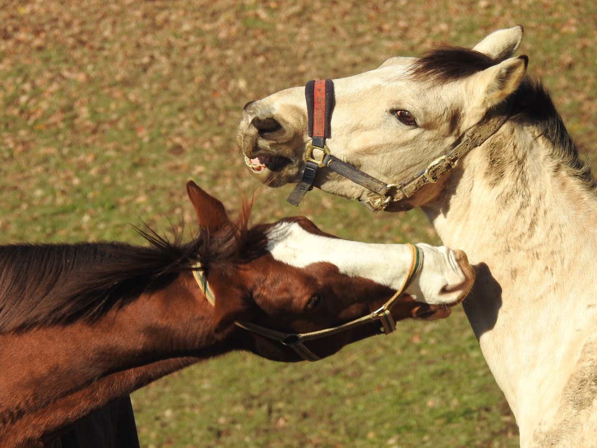Yanick_8's tweet photo. Please kiss me
私にキスしてください
🐴💋🐴 https://t.co/8ClfxESAxw