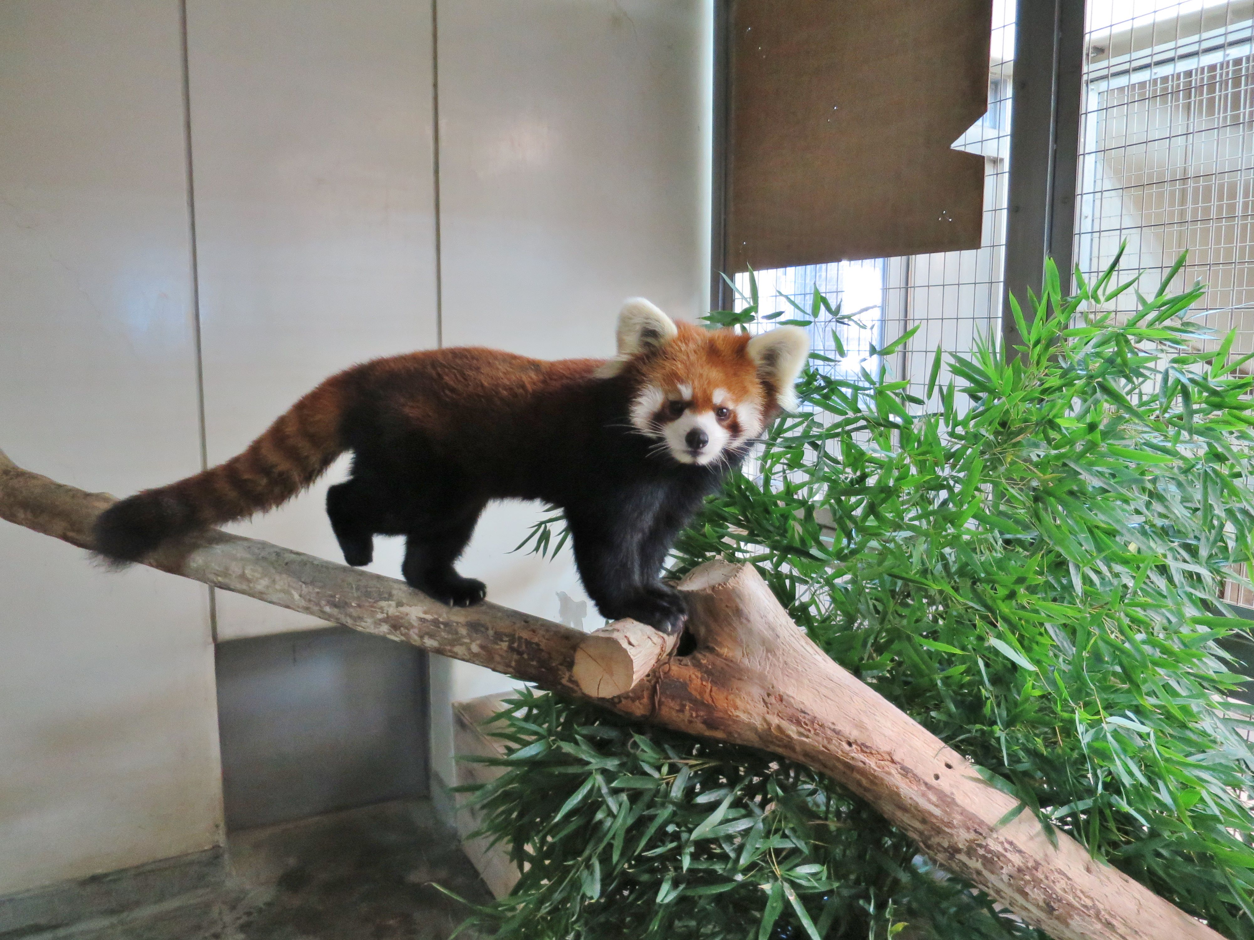 公式 横浜市立よこはま動物園 ズーラシア 先ほど 野毛山動物園 より レッサーパンダ のキクが無事に到着しました 今後は 様子を見ながら展示の練習を行う予定です ズーラシアのキクをどうぞよろしくおねがいします ズーラシア Zoorasia
