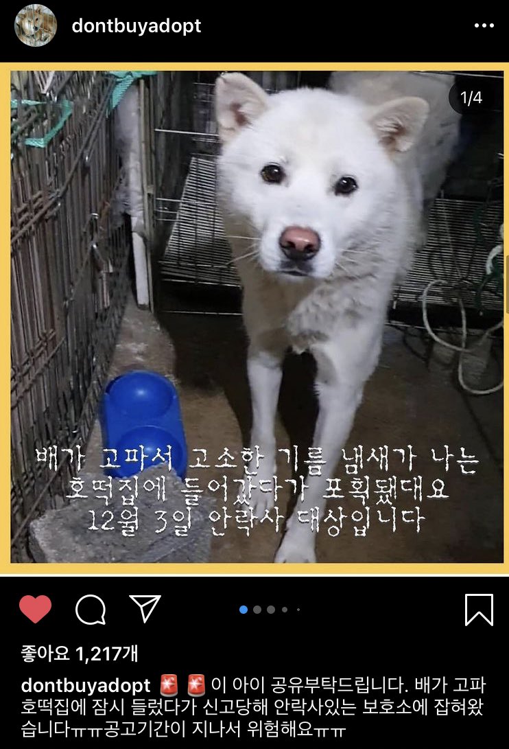 안내견도 롯데마트에서 박대당하는 사회에서 호떡집에 맛난거 구경하러 간 백구는 보호소에 올 수 밖에 없었지만.. 겨울에 얼마나 배가 고팠을까요? 이렇게 순한 눈을 가지고 있는데.. 공유를 부탁드립니다 가족으로 맞이 할 분을 찾습니다