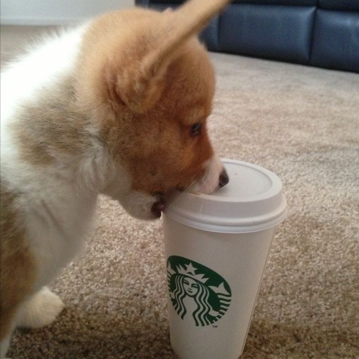 louis tomlinson as corgis !! a VERY important thread