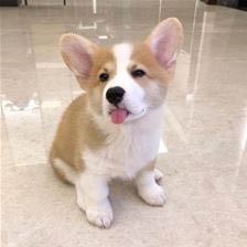 louis tomlinson as corgis !! a VERY important thread