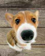 louis tomlinson as corgis !! a VERY important thread