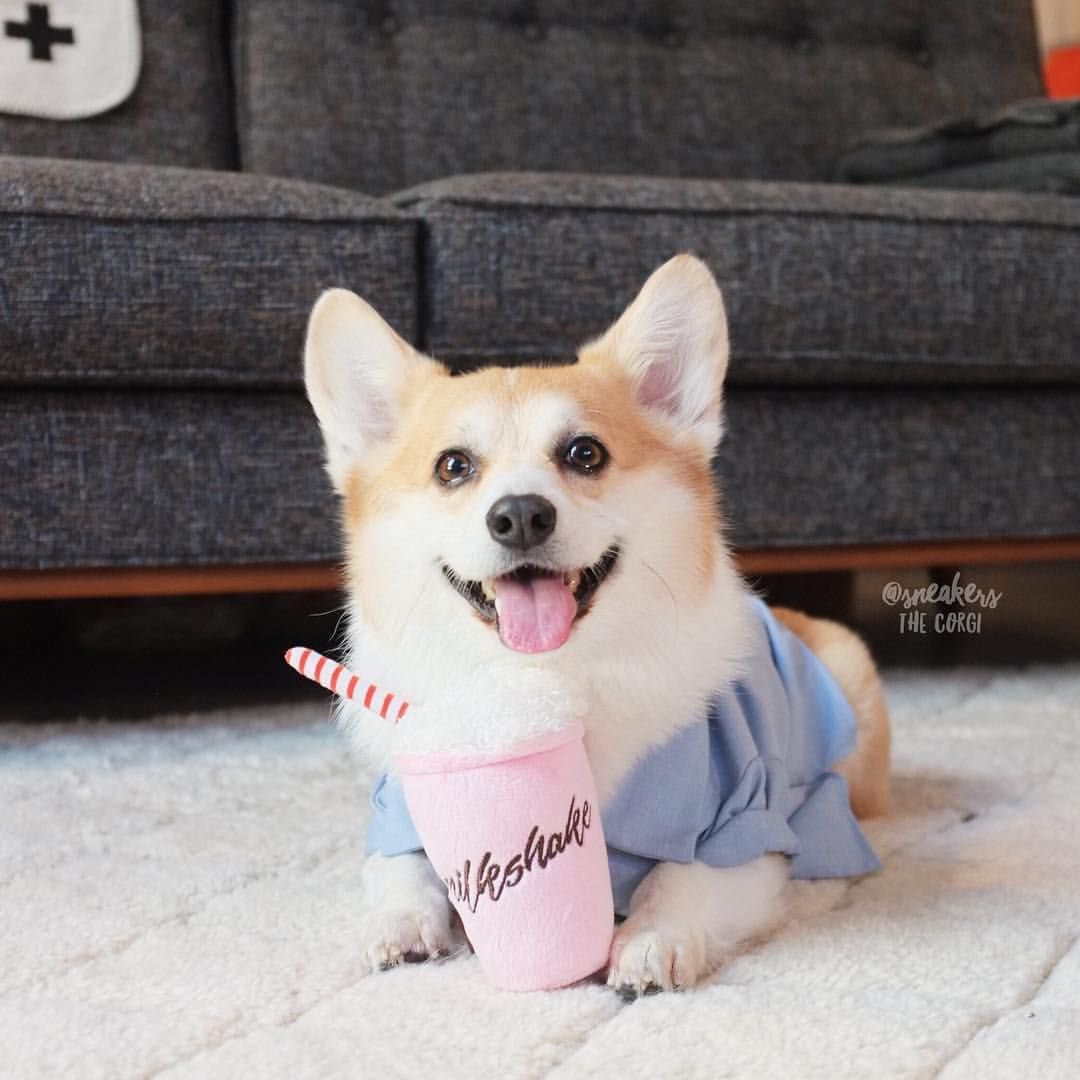 louis tomlinson as corgis !! a VERY important thread