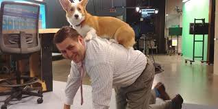 louis tomlinson as corgis !! a VERY important thread