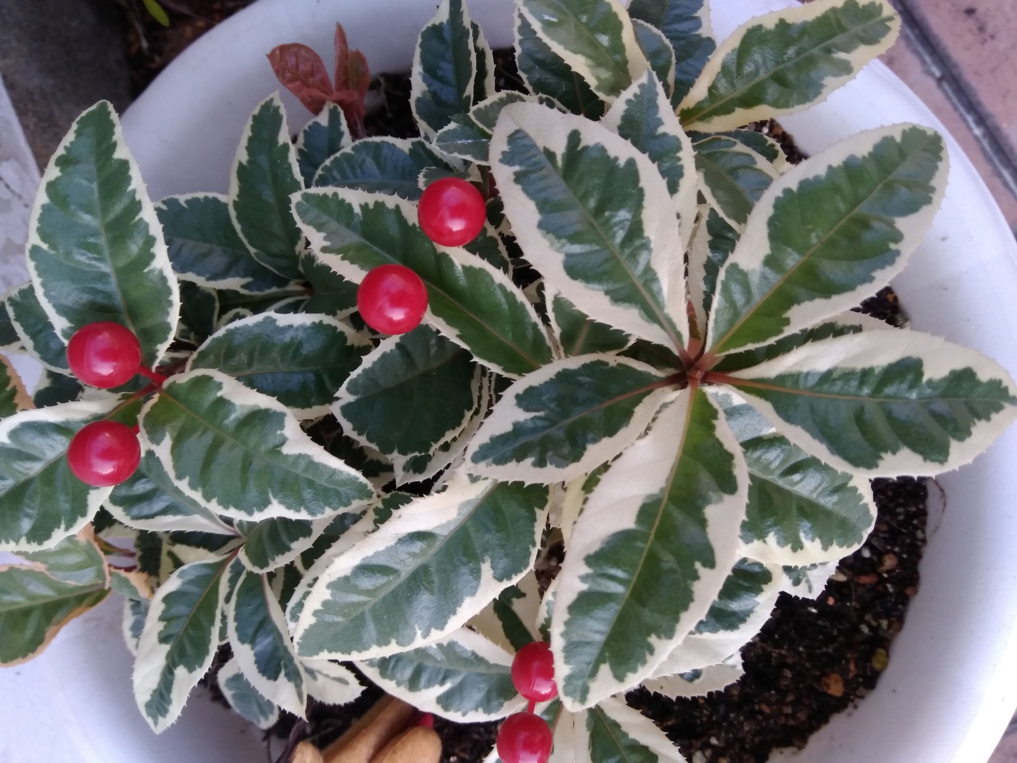 Kalhu黒 Bulhaa猫 肉球新党員 Hiro Orhiromi 植物の十両といえば千両 万両 日本酒久保田といえば 百寿 千寿 万寿 萬 どっちも大好き Twitter