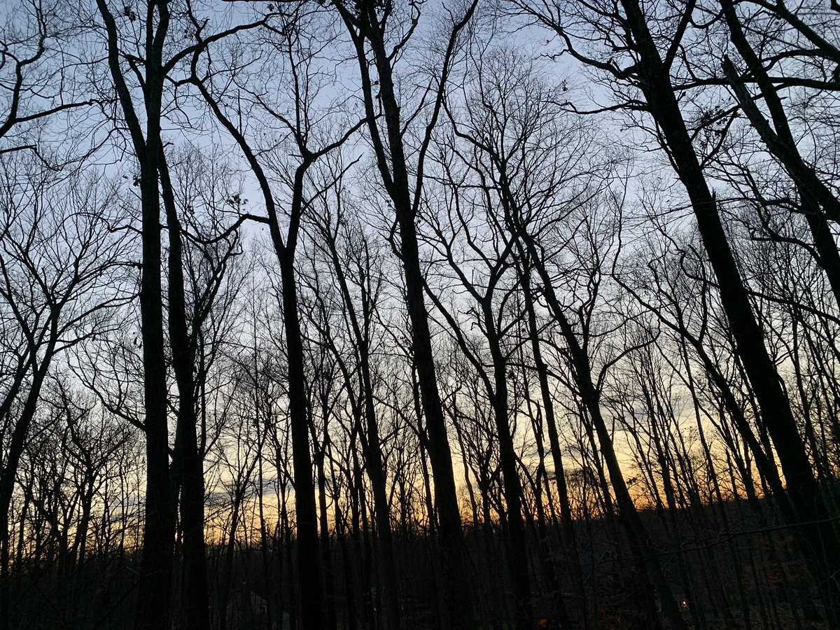 New sit spots in the woods. Been enjoying evening and nighttime walks this year. I recommend you try to be in the woods at dusk and aim to be towards the end of the hike when it’s pitch black.