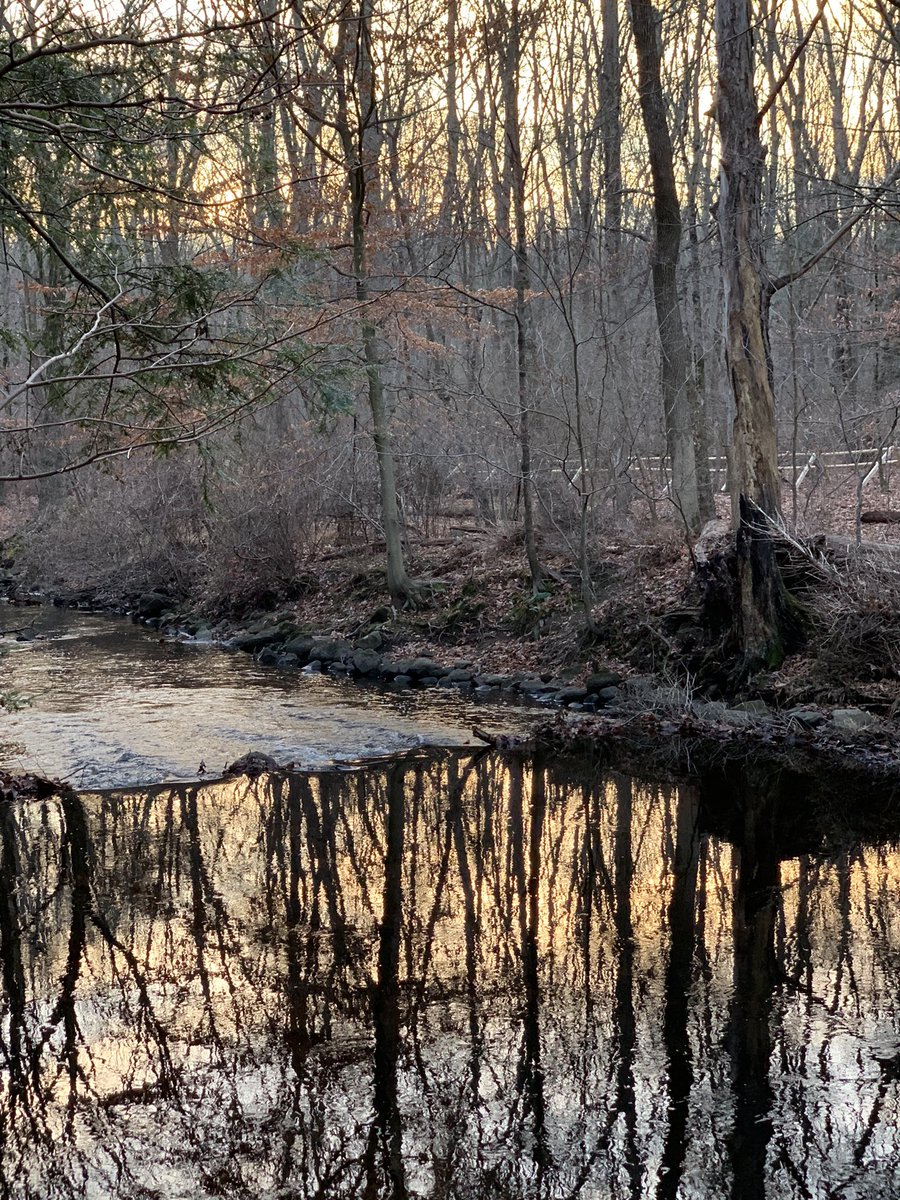 New sit spots in the woods. Been enjoying evening and nighttime walks this year. I recommend you try to be in the woods at dusk and aim to be towards the end of the hike when it’s pitch black.