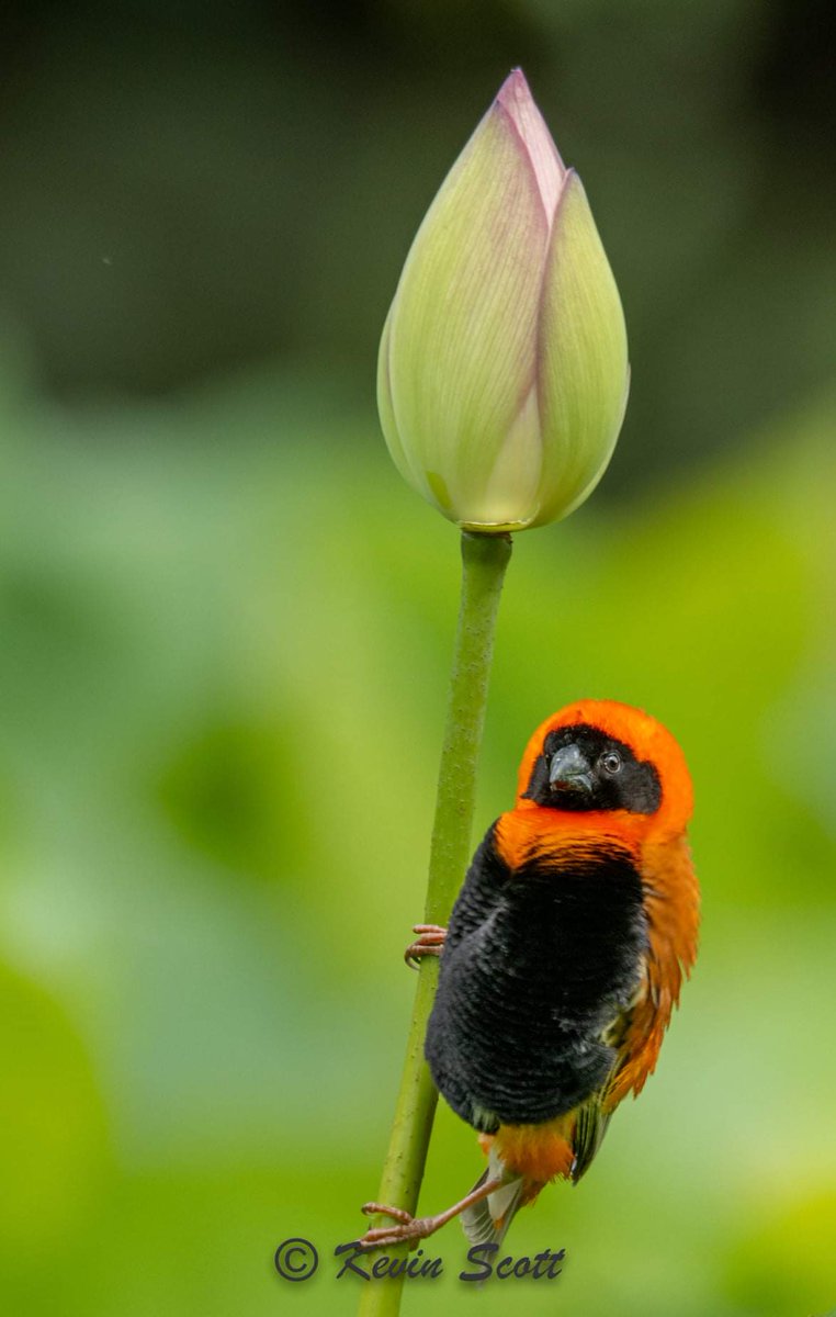 #nature #naturephotography #travelphotography #beautiful #beauty #scenery #godscreation #amazing #amazingplaces #captivating #horizon #sky #bluesky #splendor #naturepics #naturepicture #naturepictures #pictures #flowers #bird #exoticbirds #serenebeauty #awesome #photooftheday https://t.co/cY3fOVSCYo
