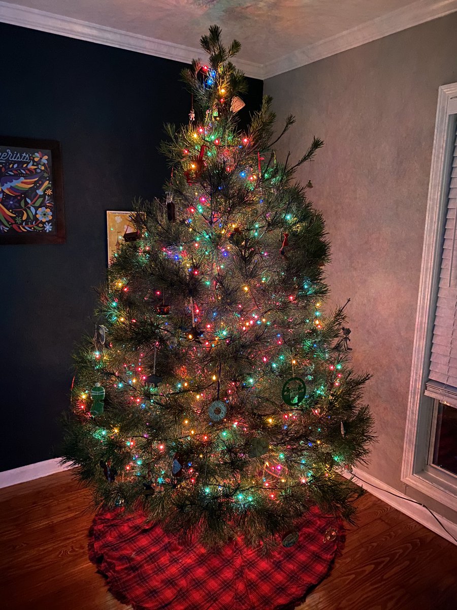 mlpartyka's tweet photo. This much embattled Virginia pine came home with us from a local farm ravaged by Hurricane Sally. This bedraggled tree survived against all odds, so we chose a name that evoked similar fortitude. Raised in science, supported by community. Meet Fauci! #Fauci @FauciFan @rfbond007 https://t.co/MCrsG9J9xM