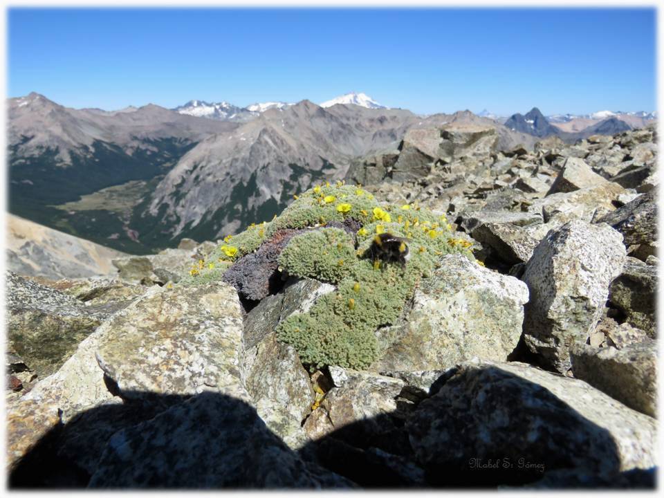 Aca un mapa hecho usando la base de datos de SalvemosNuestroAbejorro. Los puntos representan observaciones del abejorro europeo Bombus terrestris hasta el 2019. Esta imagen esta enfocada en la zona central de Chile, zona de alto uso del abejorro europeo como polinizador comercial