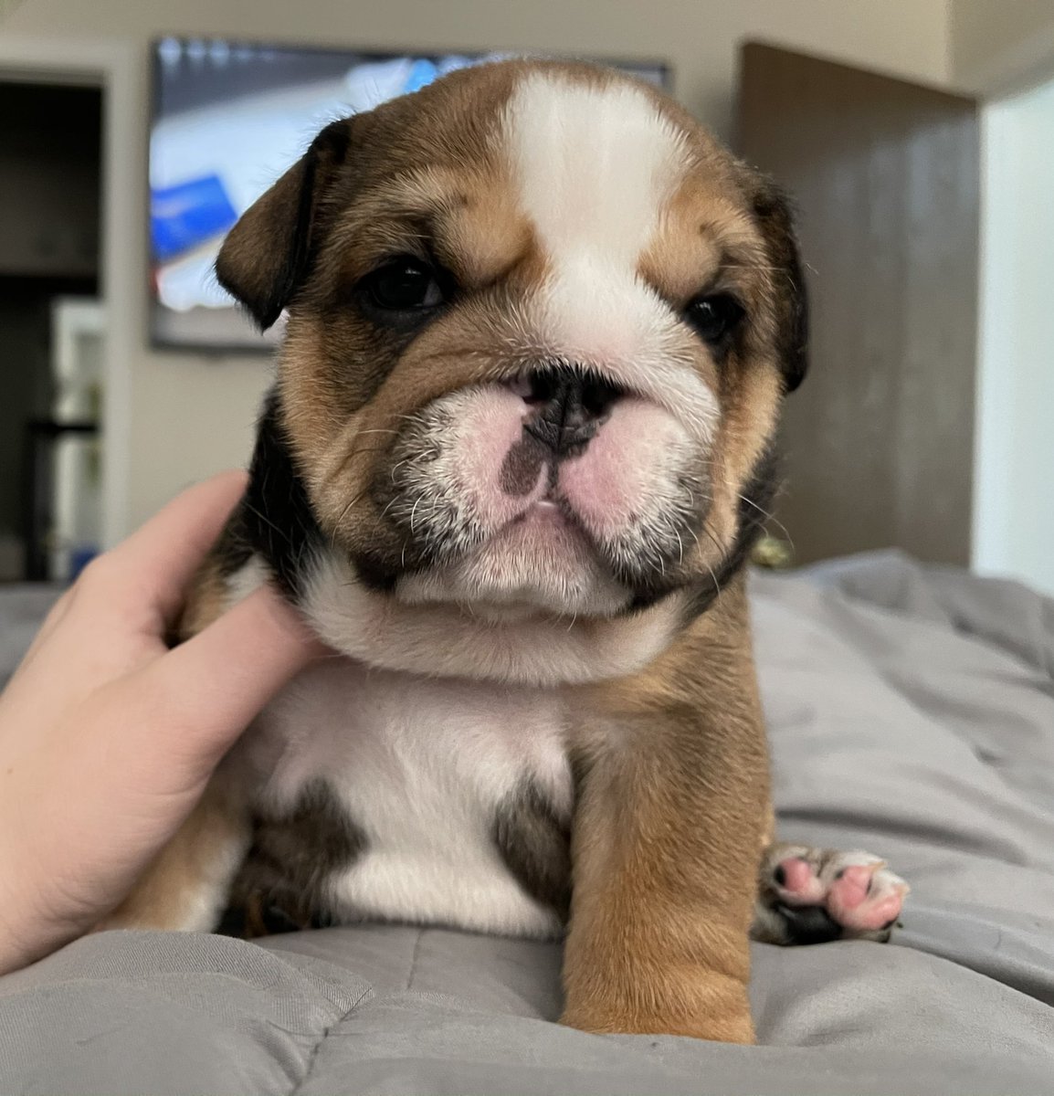 AJ719tmo's tweet photo. Toasty Malone just came to say hi! ❤️#englishbulldogpuppies https://t.co/0q51fasbZL