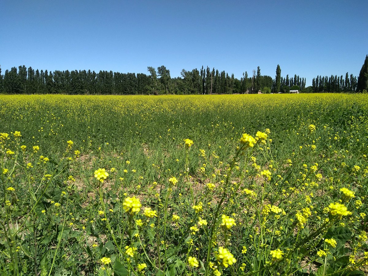 josedeni's tweet photo. Campito amarillo del Valle Medio rionegrino, entre #Choele y #Beltran #Patagonia https://t.co/aRYMZftCzq