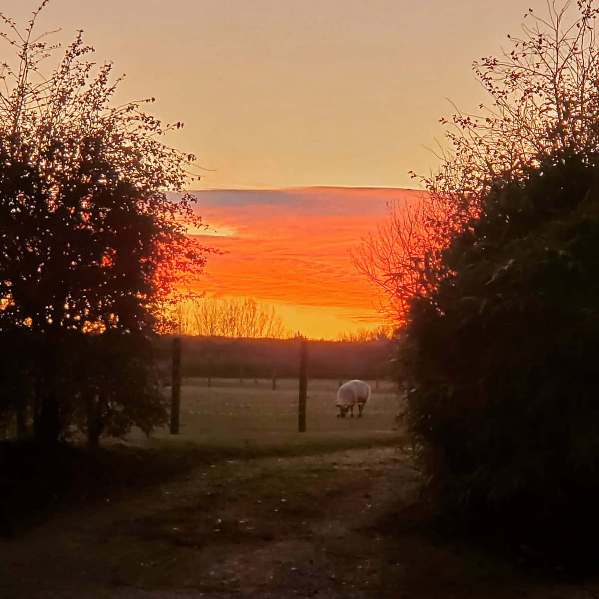 PreiaStarle's tweet photo. Evening sheep 🐑
#EastTuddenham #England #UnitedKingdom #RiversideFarm #Sheep #Farm #FarmAnimals #HappyPlace https://t.co/e9ubFGzRWg