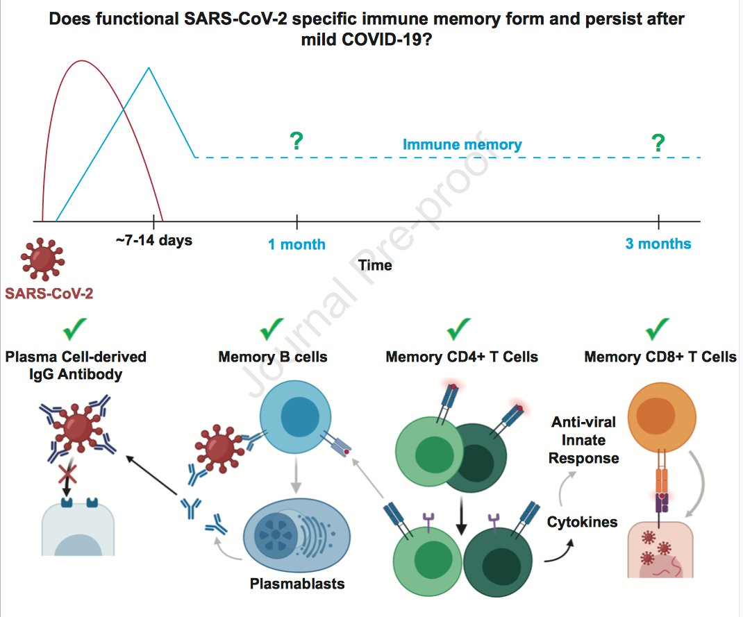 mmw_lmw's tweet photo. Functional #SARSCoV2_Specific #Immune_Memory persists after mild COVID-19 | Marion Pepper @UW @CellCellPress https://t.co/hw03y4lMch! | #2020_ReCapNov https://t.co/oLXtdbebfC
