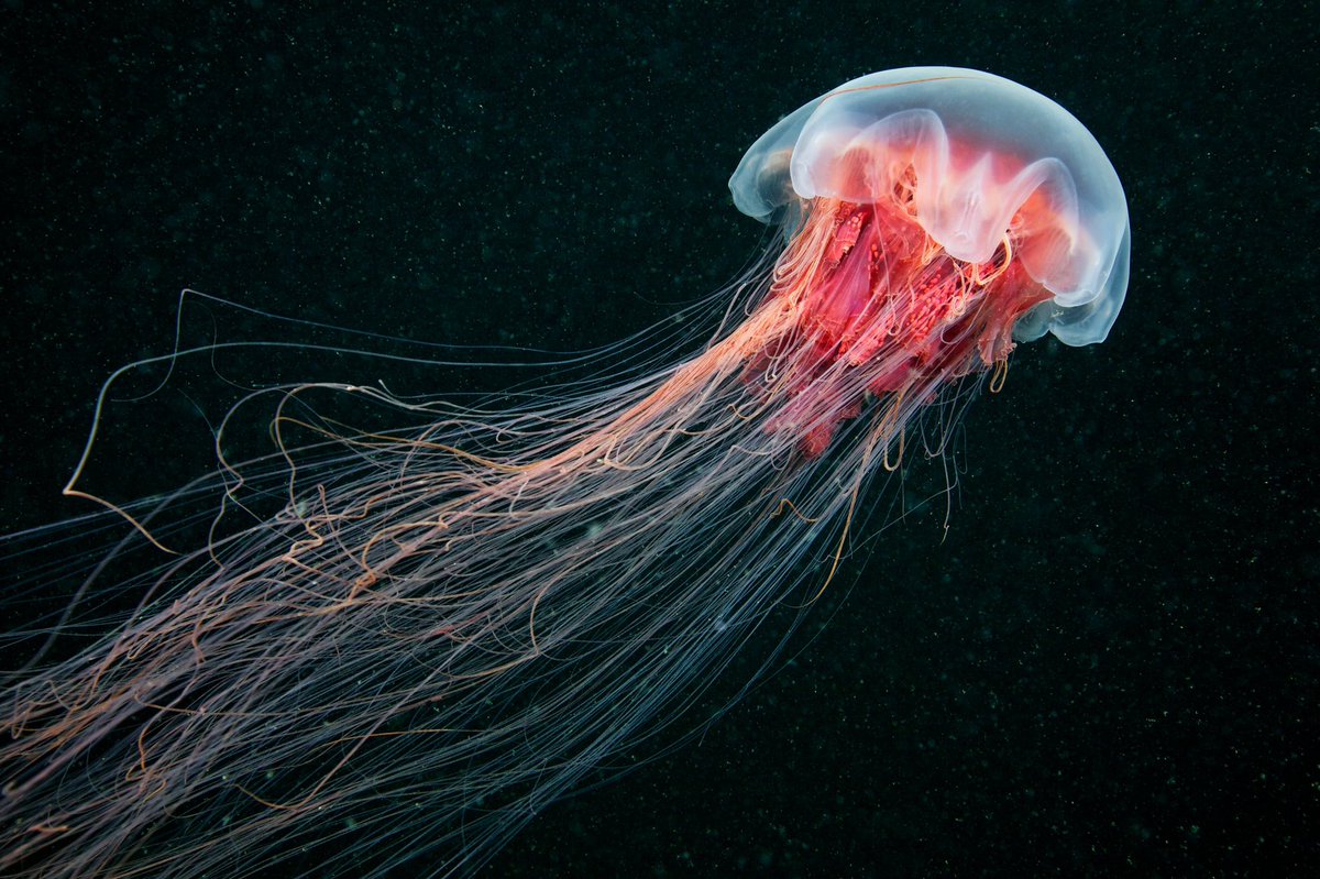 cute jellyfish thread because i love them!!!! it’s safe! /srs