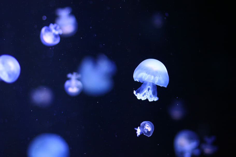 cute jellyfish thread because i love them!!!! it’s safe! /srs