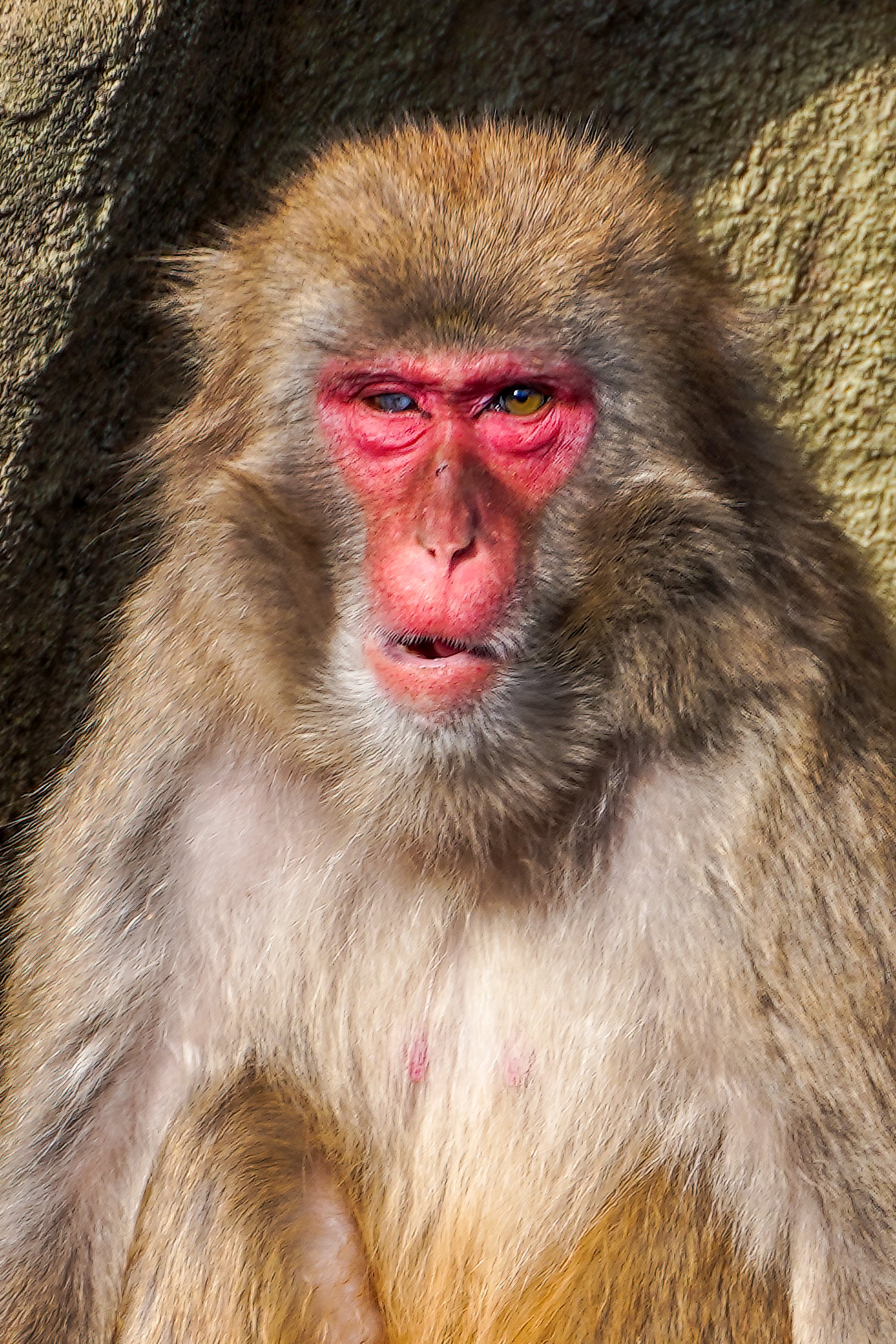 Seki オッドアイの猿 縦画像 写真 オッドアイ 猿 動物 T Co Iutbolffaf Twitter