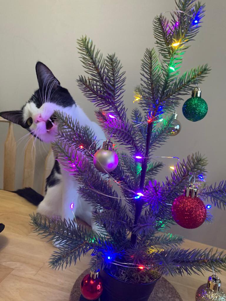 The evidence just keeps pilling up:  #CatsHateChristmas.   https://www.reddit.com/r/ChristmasCats/comments/k3hk53/i_think_shes_excited_for_the_holidays/