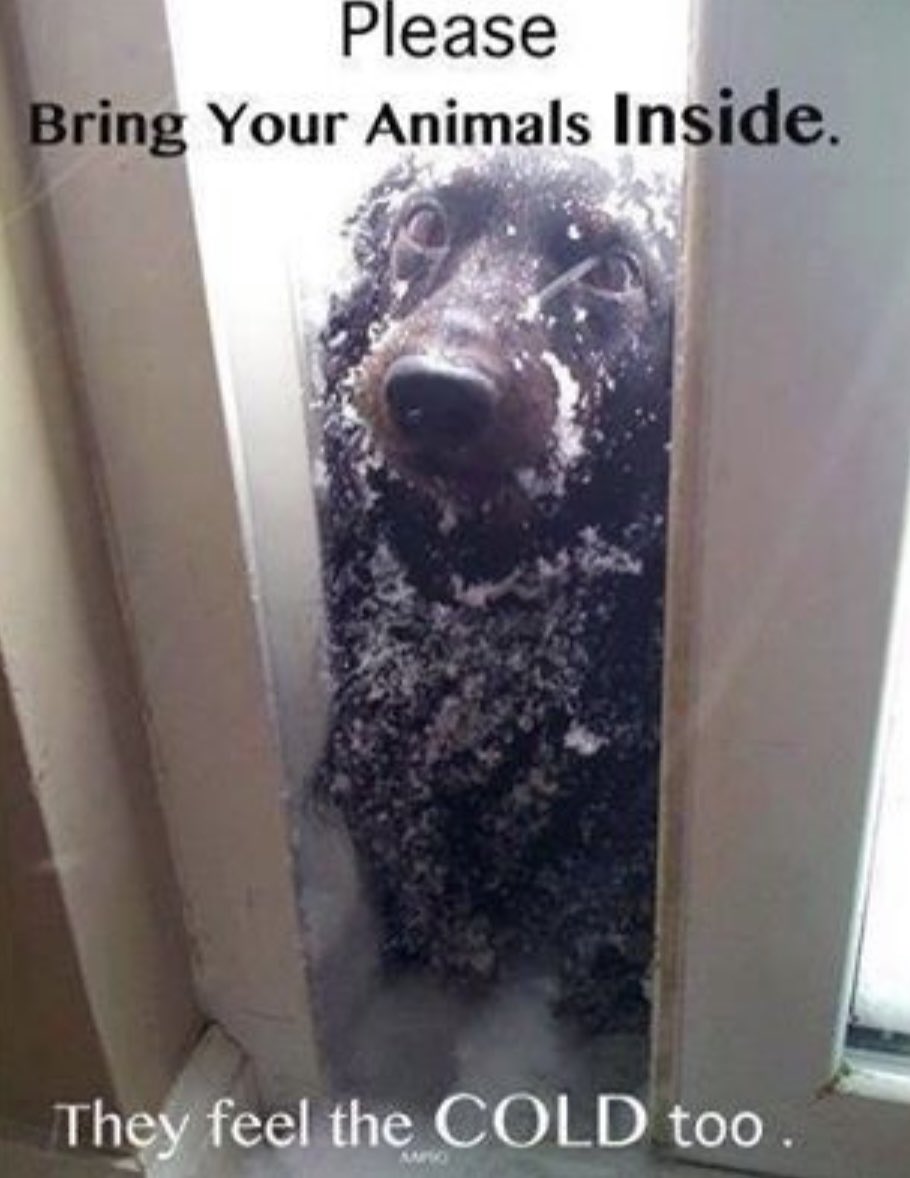 melanie_rdzz's tweet photo. DFW Metroplex is under a freeze warning starting tonight and effective until 9AM Monday! This is a friendly reminder to be considerate and bring your pets inside tonight, even if it’s only for ONE night. If you are cold, they are cold too. https://t.co/EkvhVESj3i