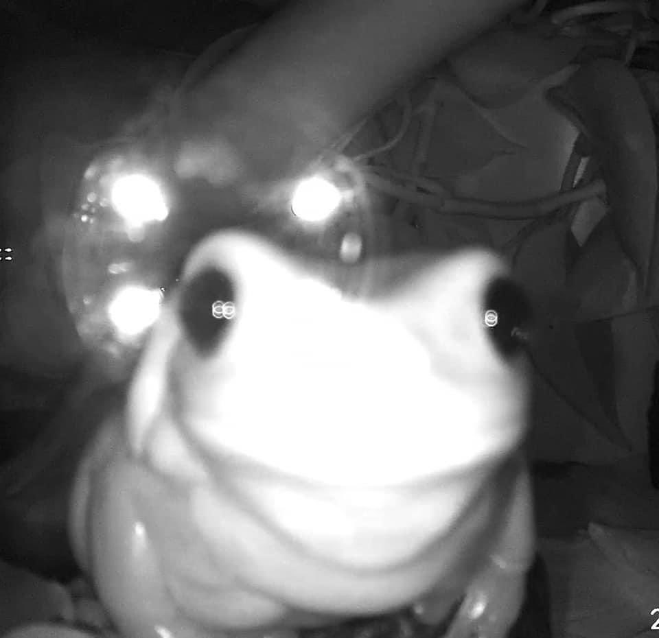 girlfr0g tweet picture