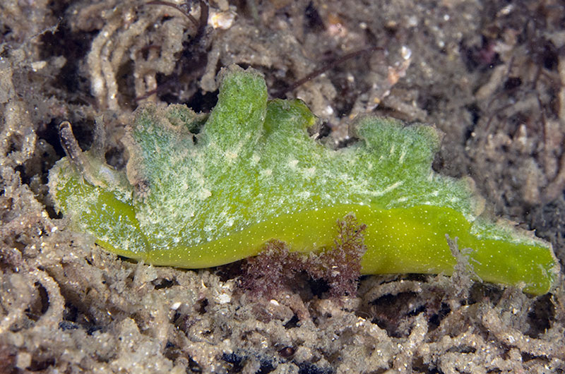 daveharasti's tweet photo. Yesterday we had the Nelson Bay #Seaslug census. I did one dive at the Pipeline and managed to find 28 different #nudibranch species ranging in size from 5 mm to 30 cm! Highlight was a green Elysia sp. that I've never seen before😎 #marinelife #macrophotography https://t.co/NFlYxOvXBl