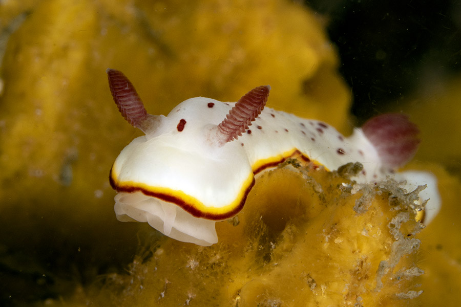 daveharasti's tweet photo. Yesterday we had the Nelson Bay #Seaslug census. I did one dive at the Pipeline and managed to find 28 different #nudibranch species ranging in size from 5 mm to 30 cm! Highlight was a green Elysia sp. that I've never seen before😎 #marinelife #macrophotography https://t.co/NFlYxOvXBl