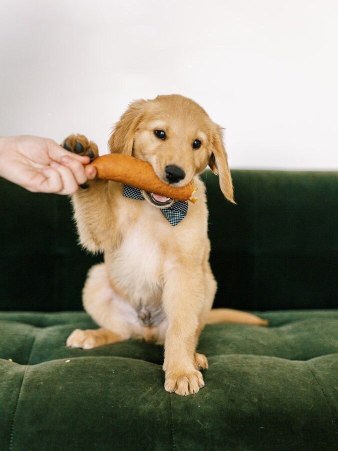 FletchersDogs's tweet photo. We all reach that age where we don’t want help anymore.
🎓🐶😁

📸: courtstrull 
#cornydogs #fletchers #corndog #cornydog #corndogs #dfwdogs #dallasdogs #doglovers #dogmom #puppylove https://t.co/nmg2J31U85