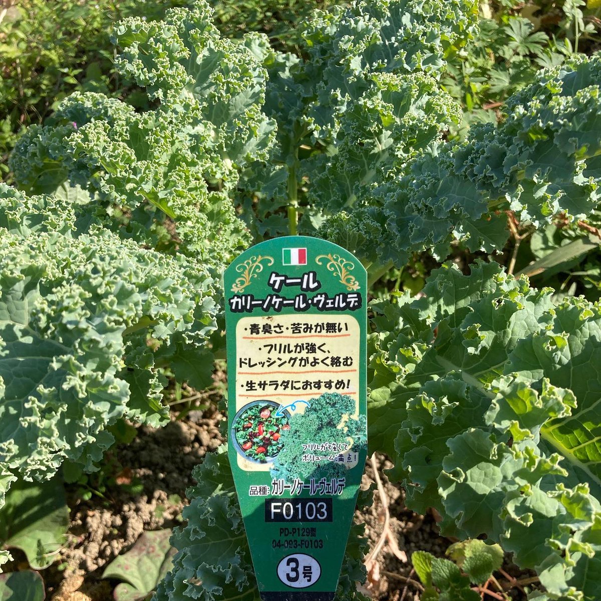 shumi_hatake's tweet photo. 「俺は硬くて食えねえから、全部持ってって」

佐藤さんの育てたカリーノケールの収穫を次男に手伝ってもらいました

クセがないのでどんな料理にも合います

#葉山 #横須賀 #三浦半島 #農業 #趣味 #はたけ #hayama #yokosuka #miura #ケール #農業jp 

https://t.co/5kCdBWWxJp https://t.co/tiUS0OMp5C