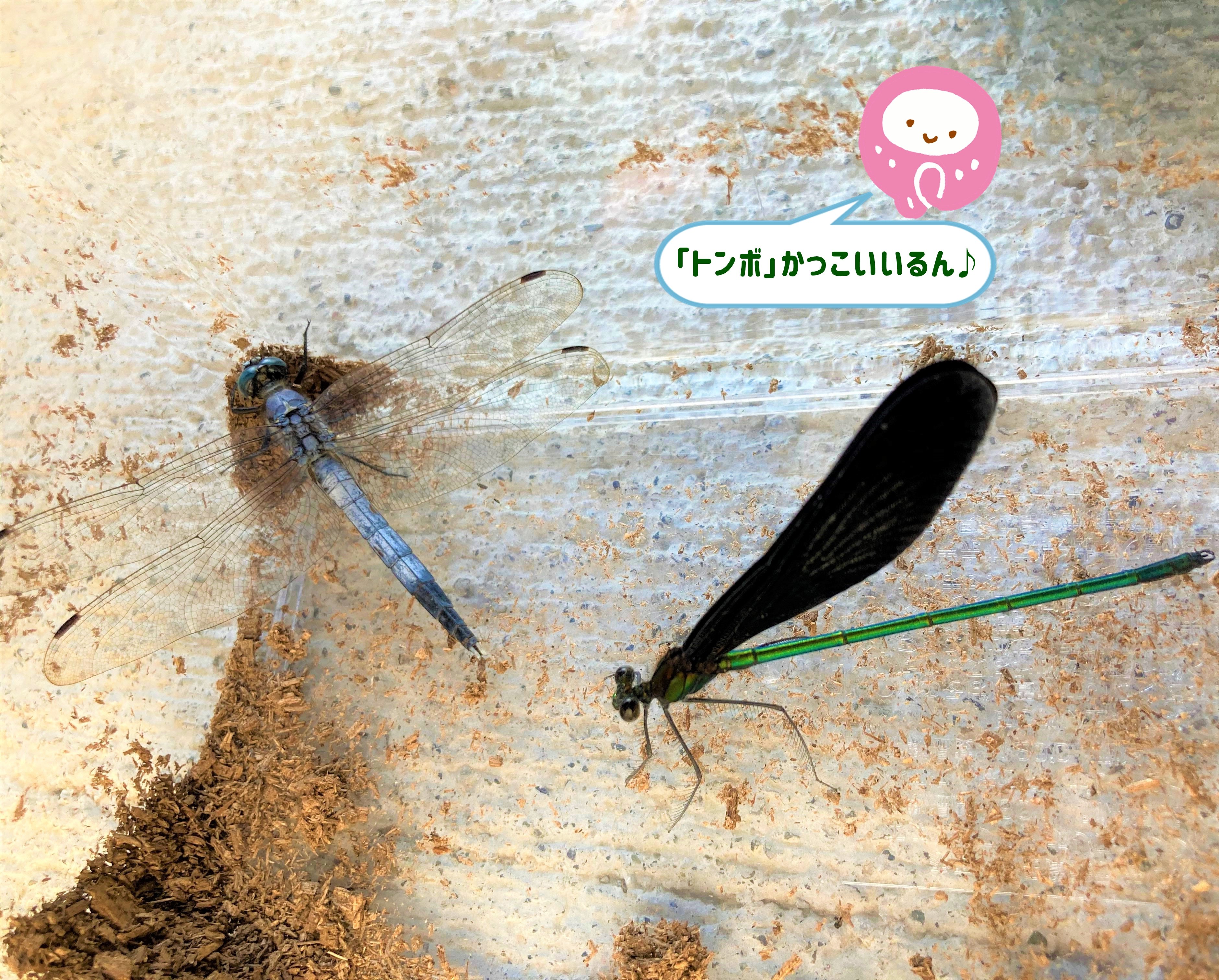 こうちエコチル調査 ちょるるん図鑑 今回は トンボ を紹介だるん 写真はシオカラトンボとハグロトンボ 日本には約0種類のトンボがいるんだるん 飛び方も凄いスピードで飛ぶ種類や チョウみたいにひらひら飛ぶ種類もいるるん トンボの幼虫