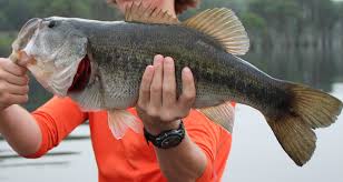 JackInArizona's tweet photo. Arizona bass fishing at it's finest.  Get your AZ fishing license and get out there and catch some BASS!  It's a great recreation for kids, youth and people of all ages. 🌵🌵🌵🤠🤠 #Arizona #Fishing #Fish #bass #BassFishing https://t.co/4JYjZqvFk1